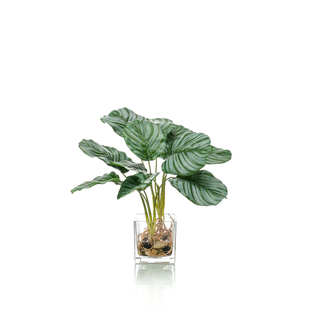 Calathea, 12x39cm In Glass Pot, 10cm