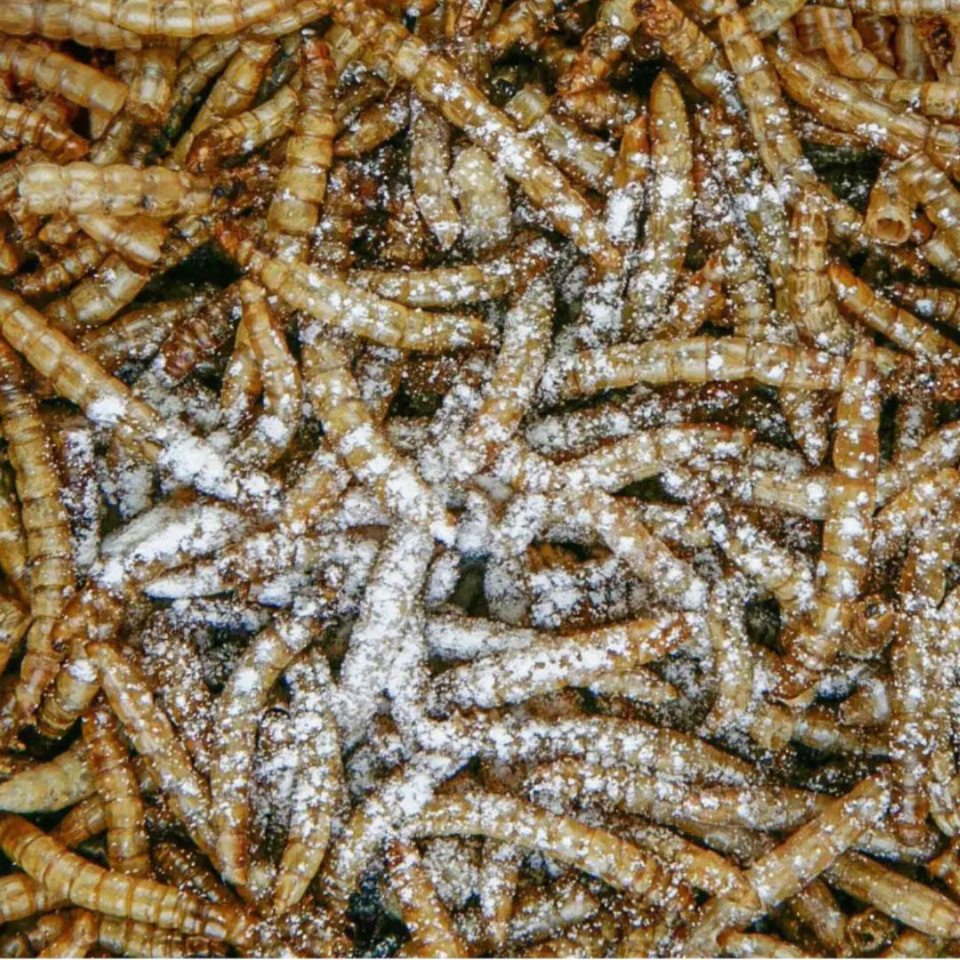 Sera Reptimineral Complementary Feed for Carnivorous Reptiles, 85gm
