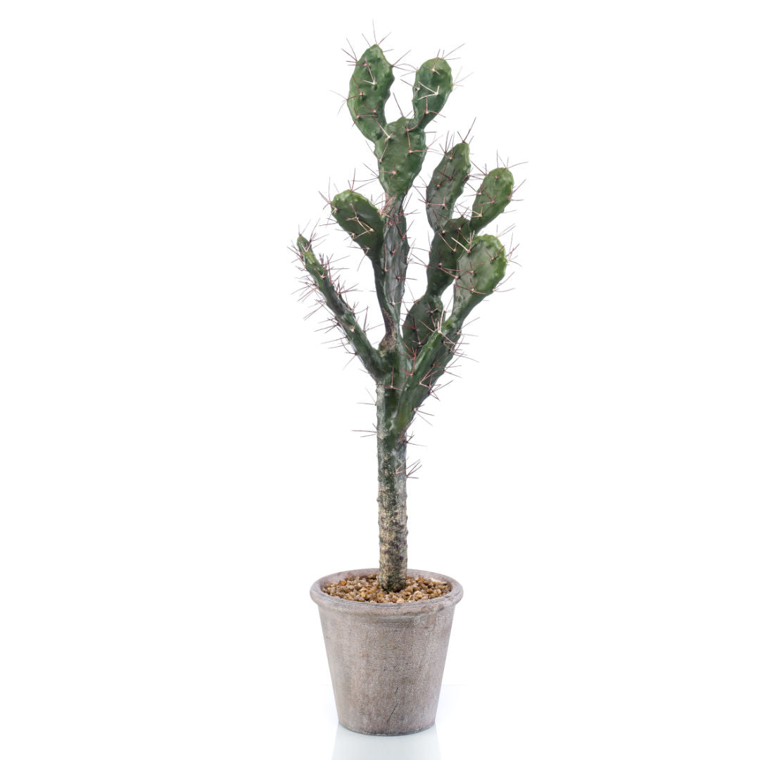 Cactus Sabra
