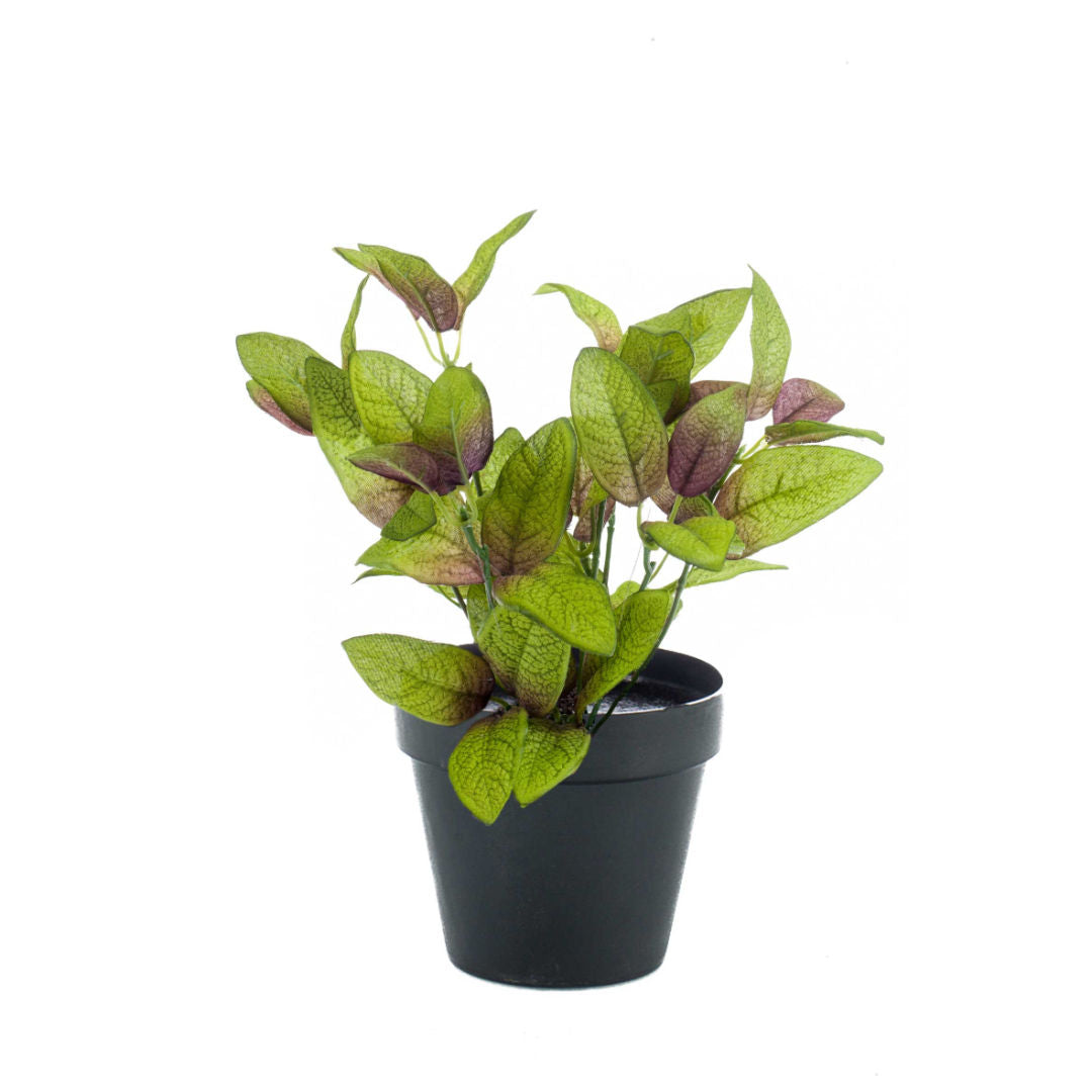 Sage Bush Dark Green
