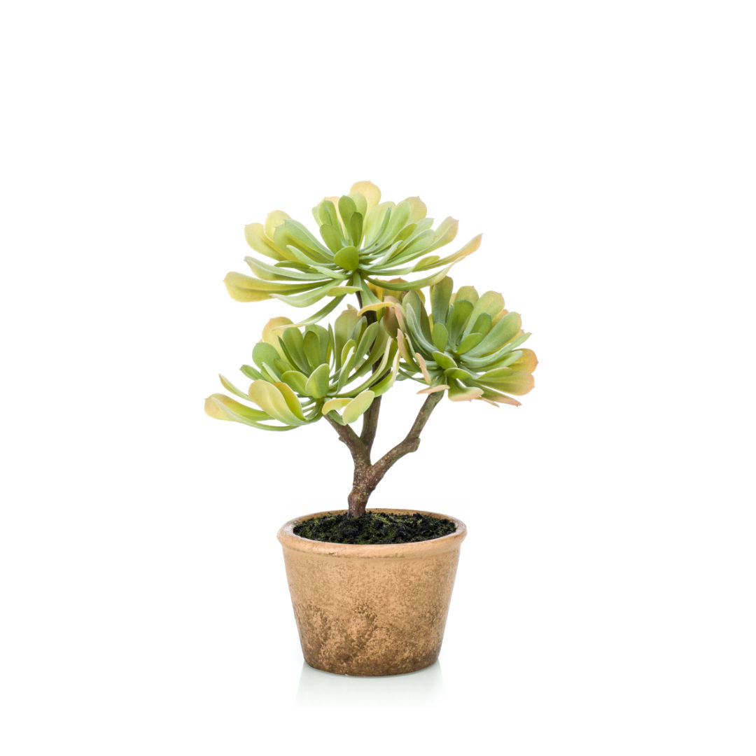 Echeveria