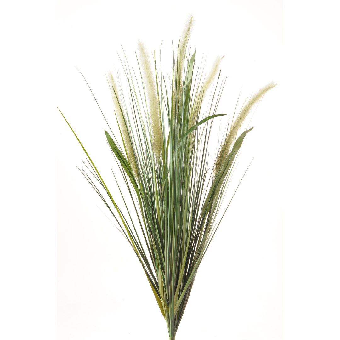 Decorative Liriope Grass Bush