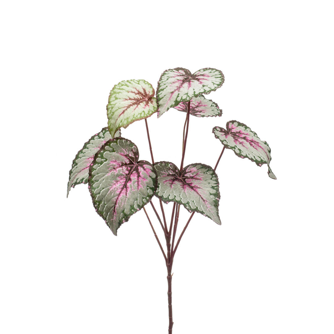 Begonia Leaves Spray, Grey Pink
