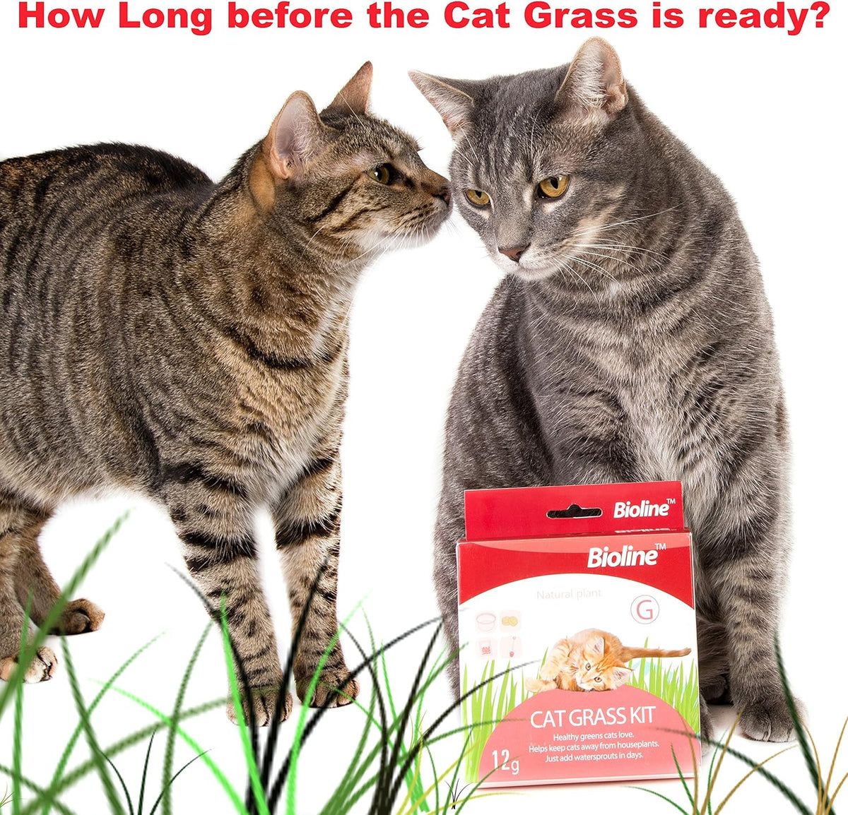 Bioline Catgrass Kit, 12gm